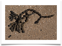 Natural Art - Neptune's necklace seaweed  - Richard Nicholls